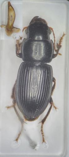 Acinopus picipes